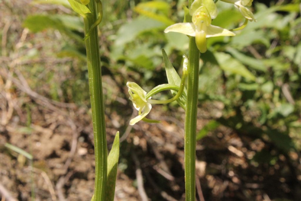 Platanthera chlorantha